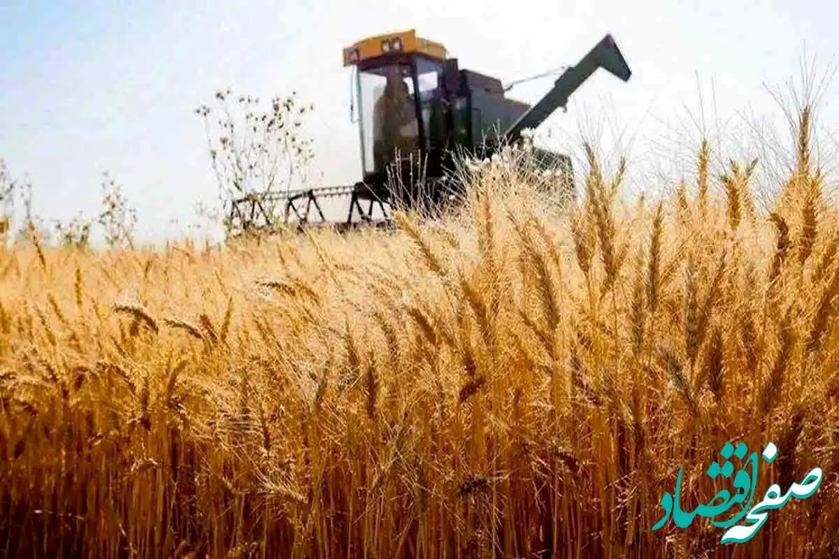 آخرین خبر از پرداخت مطالبات گندمکاران امروز دوشنبه ۷ آبان ماه ۱۴۰۳ | روز تسویه حساب رسید