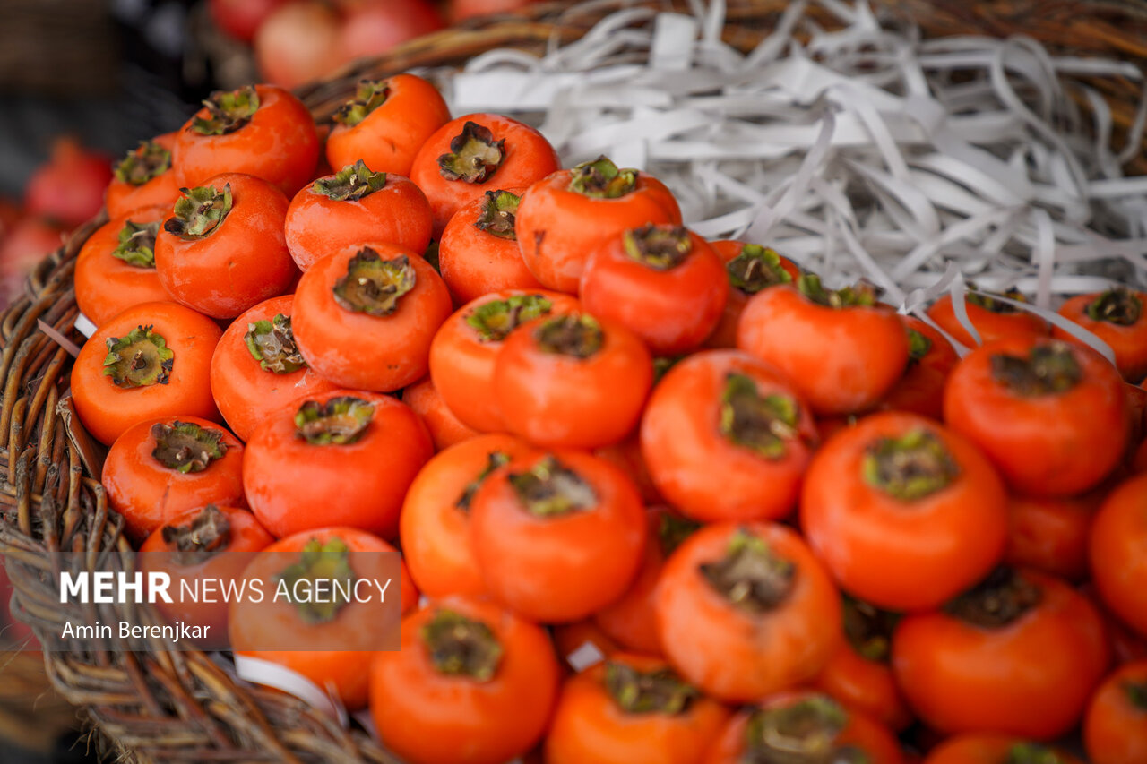 برداشت خرمالو در سطح ۹۰ هکتار از باغات استان قزوین آغاز شد