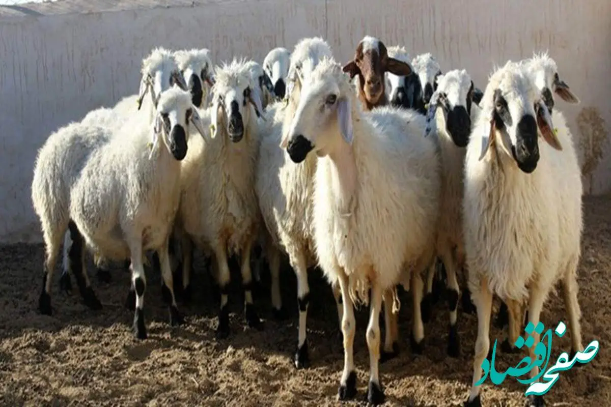 وضعیت قیمت‌ها در بازار دام امروز یکشنبه ۲۰ آبان ماه ۱۴۰۳