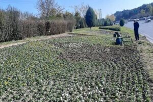 روند اجرای طرح «تحول در فضای سبز شهر تهران» ارزیابی شد