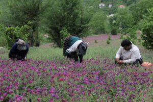 اشکور رحیم آباد رودسر پایتخت گل گاو زبان کشور