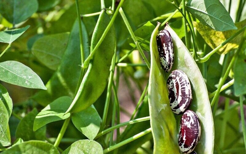 خمین رتبه نخست تولید لوبیا در کشور را دارد