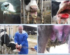  جولان مرگبار تب برفکی ، نوشدارو بازهم دیر رسید/ دامپروری فارس ؛ صنعتی که ناگهان پوست و استخوان شد