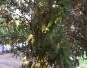 روزگار جهنمی بهشت شیراز 